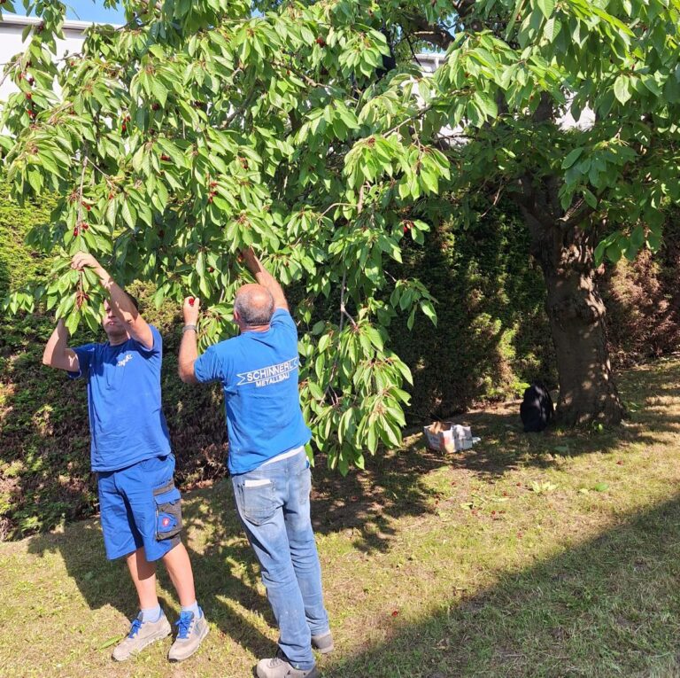 Mitarbeiter pflücken vom Obstbaum